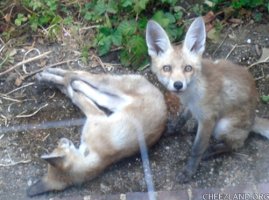 two young foxes, one is asleep on their side with all legs stretched out, the other is looking intently at the photographer