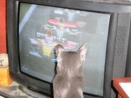 Sonic Watching F1.jpg