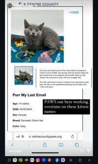 Screenshot of a cat adoption listing for a cat called Purr my last email. 