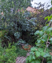 garden corner with apple tree