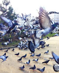 pigeons-flying-in-paris-FX4FKT.jpg