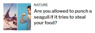 post-urban75-threads-local_newspaper_headlines-nwemail_20240725-001-seagull.jpg