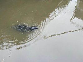 Seal in the Lea.jpg