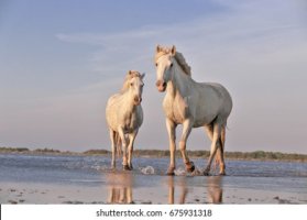 two-white-wild-horses-on-260nw-675931318.jpg