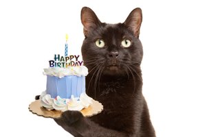 cat-birthday2.jpg