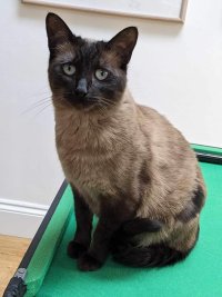 beautiful cat with beige coat, dark brown face, tail and paws, and grey/green eyes