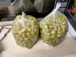 A few pounds of freshly picked dessert gooseberries