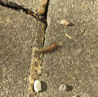 A largish brown somewhat hairy caterpillar with a cream stripe down its back. 