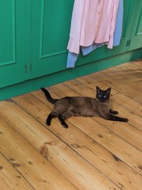 A beautiful light brown cat with dark brown face, paws and tail, lounging on a wooden floor 