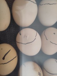 Chicken eggs in an incubator. Some chicks have just started pecking the first hole to get out of the egg