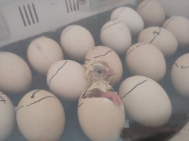 A chick with its head and one foot poking out of the egg it's hatching from