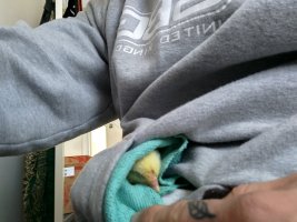 The same chick hatched and wrapped up in a cloth in my hoody pocket