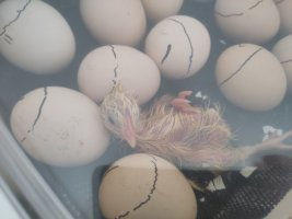 Newly hatched chick in the incubator