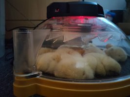 The chicks that hatched earliest, sprawled out in another incubator fast asleep