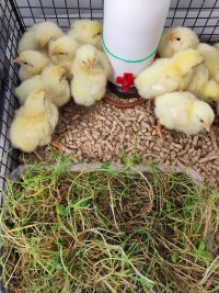 Chicks huddled as far away as they can get from the small piece of turf I brought in for them