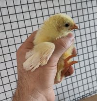 A messy chick with its head covered in food 