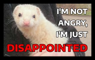 Sad ferret.jpg