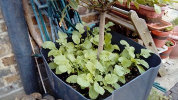 Wheelie bin bay and radishes.jpg