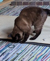 a small brown and black cat about to pounce mercilessly on a black hair elastic