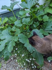 Carrie peering intently into courgette plant. She has faint darker stripes on the back of her head 