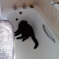 black cat in a white bath, washing in usual cat style