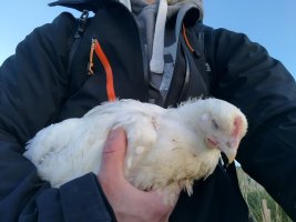 Me holding an almost fully grown chicken that doesn't look at all impressed at being picked up