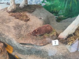 A taxidermied Orkney vole