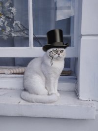 posh-kitteh.jpg