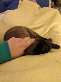 Carrie, a brown shorthair with black colourpoint markings, being stroked on my blanketed lap