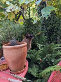 Carrie sitting on the garden table behind a flowerpot looking up at something