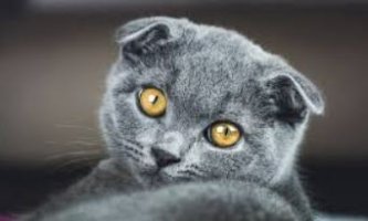 Scottish Fold.JPG