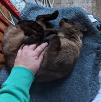 Carrie, a brown short hair with black face, paws and tail, in a circle having her tummy stroked with her little paws curled up. 