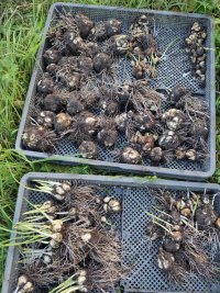 Lots and lots and lots of heads of muddy garlic that have been dug up after they'd already started sprouting 