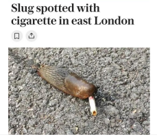 Slug.png