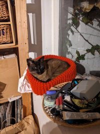 cat curled up in a thick knitted cat bed, a bit like a huge polo neck from a jumper