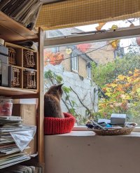 Carrie sitting up in a cosy orange knitted circular cat bed looking out at an autumnal garden