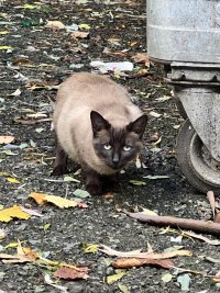 cat outside with hunted expression