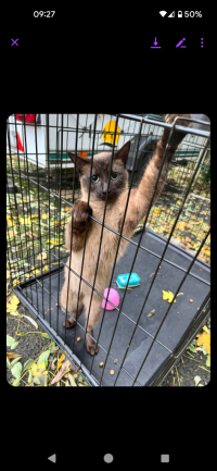 cat standing on back legs in a cage, clawing at the bars