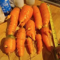 Carrot harvest 9 Dec 24.jpg