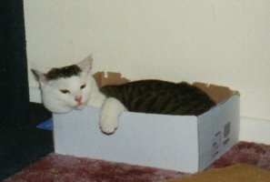 tabby and white cat relaxing in slightly chewed shoe box.  he is resting his chin and one front paw on the edge of the box