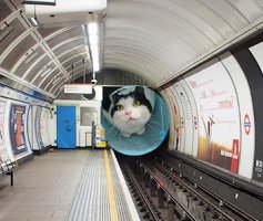 tube-cat.jpg