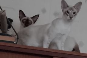 Kittens on Wardrobe.JPG