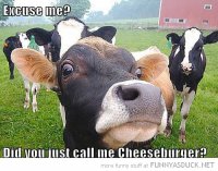 funny-angry-cow-excuse-me-call-cheeseburger-pics.jpg