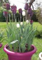 tulips 1.jpg