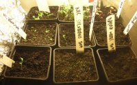 seedlings2lowres.jpg