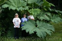 gunnera.jpg