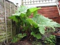 gunnera2.JPG