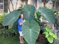 colocasia.jpg