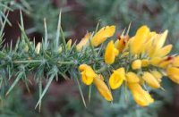 gorse.jpg