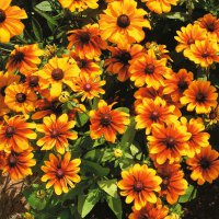 rudbeckia-rustic-dwarf-mixed.jpg